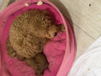 Uyguna toy poodle teacup saf ırk