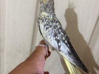47 günlük kusursuz bebek sultan papağanı