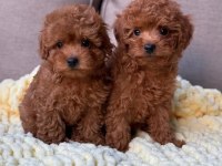 Full safkan toy poodle yavrumuz Teslime Hazır