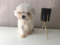 TEACUP MALTESE DİŞİ VE ERKEK