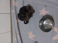 Sağlıklı oyuncu yavru safkan yorkshire terrier