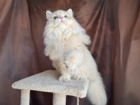 Krem British Longhair Oğluş