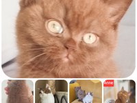 Cinnemon safkan british shorthair