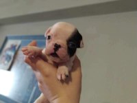 Oyuncu french bulldog yavrularımız