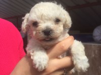 Maltese bebekler
