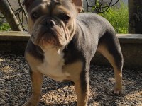 ISABELLA VE FLUFFY TAŞIYICI FAVORİ RENKLERDE BEBEK KÖPEKLER
