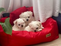 Maltese terrier yavrumuz 2 aylık