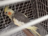 Sultan Papağanı 7 Aylık