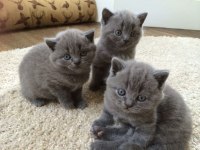 Güzel Bakılmış Sağlıklı Yavru British Shorthair