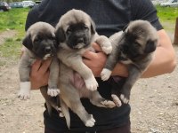Sivas merkez anne sütün den kesilmiş kangal yavruları