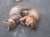 Uygun cins kedim scottish fold