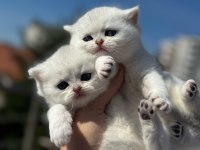 SAĞLIK VE IRK GARANTİLİ BRİTİSH SHORTHAİR