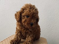 Red Brown poodle yavrularim ev üretimi
