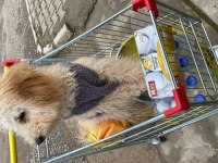 5 aylık köpeğimiz acı olarak lütfen