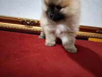 Pomeranian Boo 50 Günlük