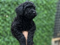 Black poodle bebekler
