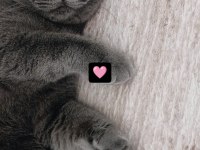 9 aylık erkek scottish fold