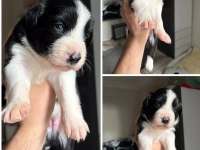 Meşhur Cash in torununun border collie yavruları