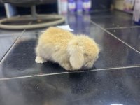 HOLLANDA LOP TAVŞANI