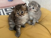 British longhair ve scottish fold yavrularımız