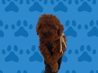 Büyümeyecek gerçek toy poodle