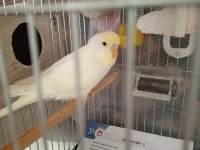 1 TAKIM EŞLİ MUHABBET KUŞU