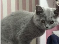 3 aylık british shorthair