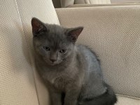 2.5 aylık Oyuncu British Shorthair