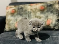 BRİTİSH SHORTHAİR KEDİMİZ