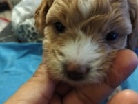 23 mayıs doğumlu maltipoo yavrularımız