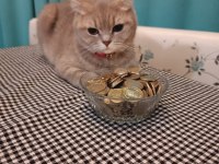 Sevimli dişi minnoş scottish fold