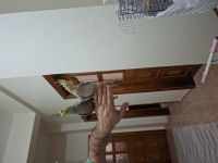 3 aylık sultan papağanları evcil
