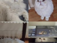 4 Yaşında Kedimiz Bebeklerimden Dolayı Sahiplendiriyorum