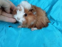 Peruvian Ginepig Yavrularımızı Göremeden Karar Vermeyin