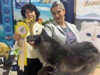 Maine Coon Türkiye devlerinin markası AYŞE ARIK