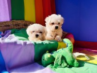Muhteşem Maltese Terrier Yavrularımız