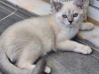 Tatlı minik kedilerim
