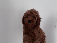 Korekan poodle bebeklerimiz