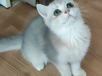 Şafkan British Shorthair