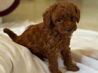 Toy poodle kore kan yavrular kg garantili