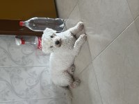 Akıllı Sahibine Düşkün Ev Arkadaşı Köpeğimiz