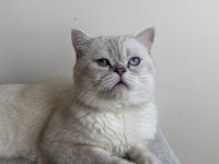 3 Yaşında British Shorthair Erkek