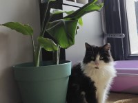 KEDİYE YUVA!! Sokağa bırakmak istemiyorum, lütfen