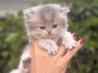 British longhair bebekleri