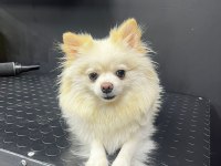 Annelik Tecrübeli Yetişkin Dişi Pomeranian Boo Köpekler