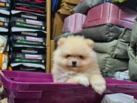 Üst Düzey Pomeranian Boo Bebekler