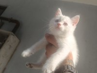 Mavi gözlü siyah burun ve kuyruklu british shorthair