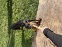 Dişi Doberman 9 Aylık