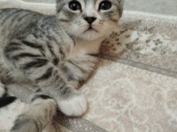 Tekir Kedime Yuva Arıyorum
