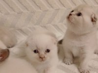 Scottish Fold Güzellikler Teslime Hazır